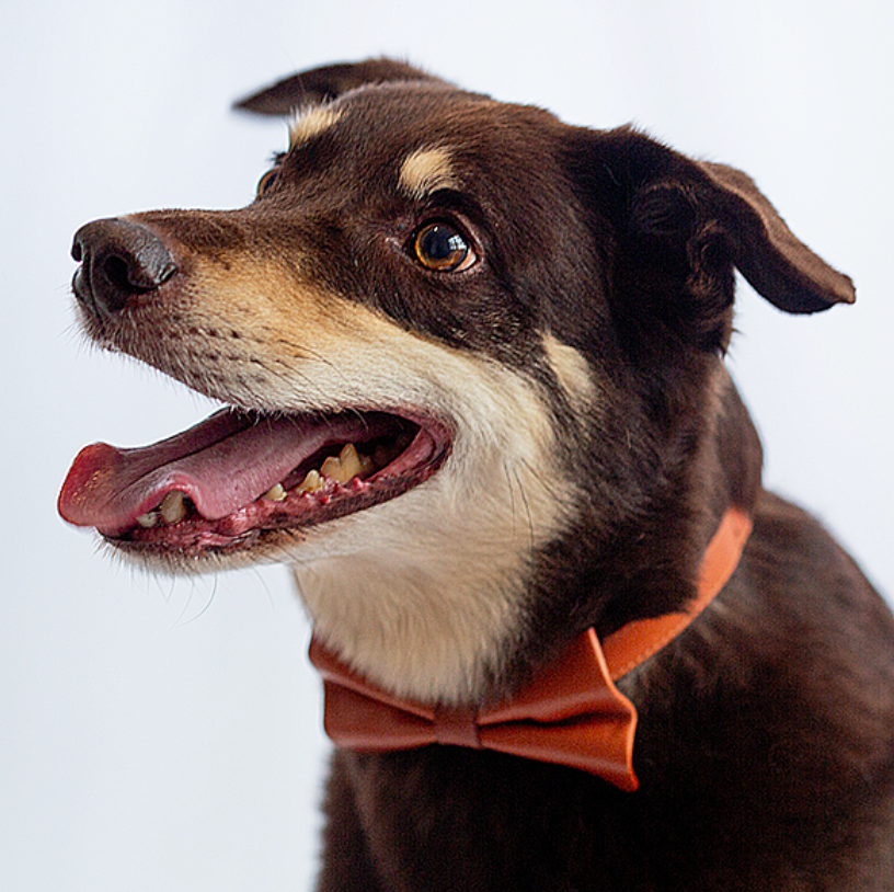 Bow tie dog collar deals