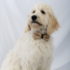 Champagne Cove Bow Tie dog