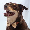 Champagne Cove Bow Tie dog 4