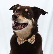  Coastal Breeze Bow Tie dog