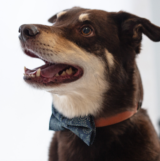 Forest Trail Bow Tie dog