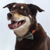  Greenstone Glamour Bow Tie dog