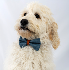  Pure Pacific Bow Tie dog 5