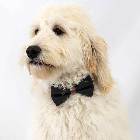 Slate Summit Bow Tie Dog 8