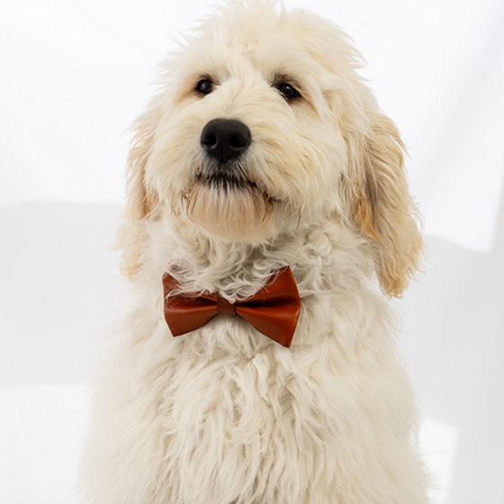 Tawny Plateau - Real Leather Bow Tie Dog 1