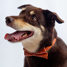  Tawny Plateau - Real Leather Bow Tie Dog